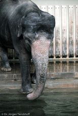 Asiatischer Elefant (19 von 21).jpg